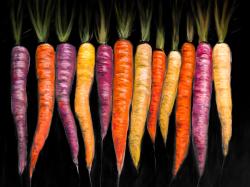 Variétés de carottes