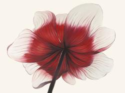 Anemone red flower