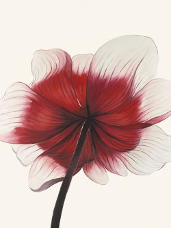 Anemone red flower