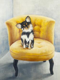 Chihuahua à poil long sur fauteuil jaune