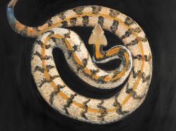 Southern timber rattlesnake