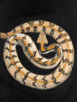 Southern timber rattlesnake