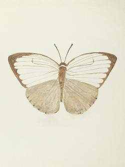 Sepia butterflies
