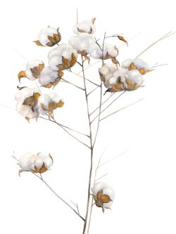 Cotton flowers branch