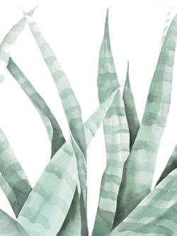 Watercolor striped desert plant
