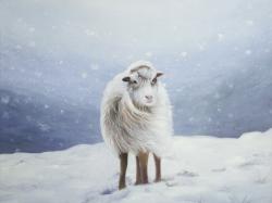 Long hair sheep