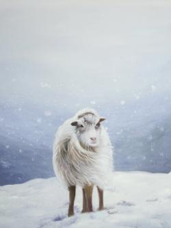 Long hair sheep