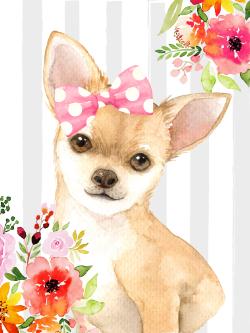 Chihuahua dog