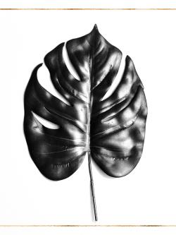 Philodendron à feuilles divisées avec lignes dorées