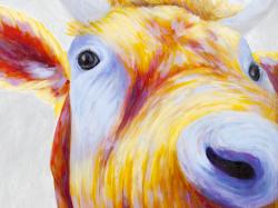 Closeup of a colorful country cow