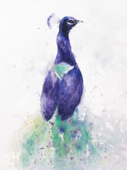 Graceful peacock