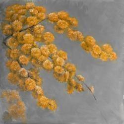 Golden wattle plant
