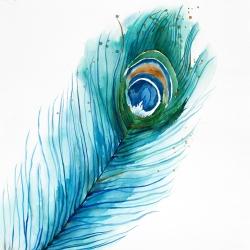 Long peacock feather