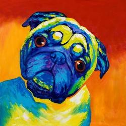 Curious pug