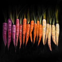 Colorful carrots