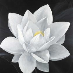 Overhead view of a lotus flower