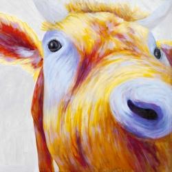 Closeup of a colorful country cow