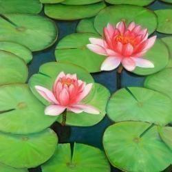 Lotus flowers in a swamp