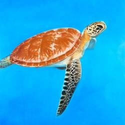 Green aquatic turtle