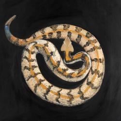 Southern timber rattlesnake