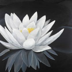 Lotus flower with reflection