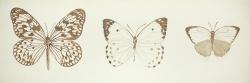 Sepia butterflies