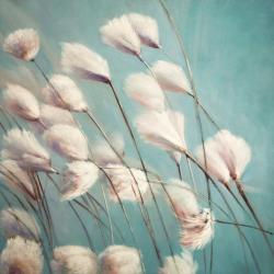 Cotton grass flowers in the wind