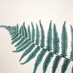 Beautiful fern