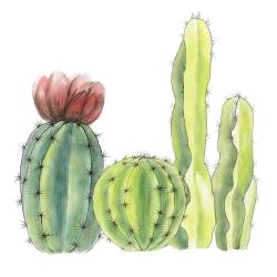 Four little cactus