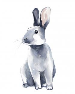 Gray curious rabbit