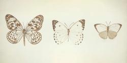 Sepia butterflies
