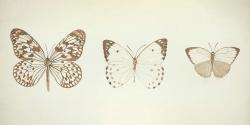 Papillons sépia