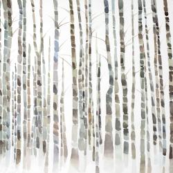 Birch trees forest