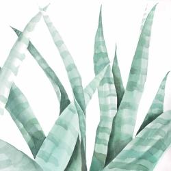 Watercolor striped desert plant