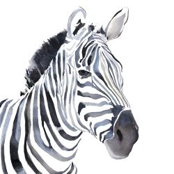 Watercolor zebra