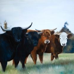 Four highland cows