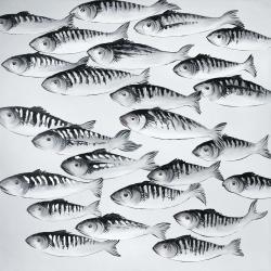 Gray school of fish