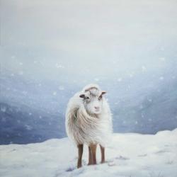 Long hair sheep