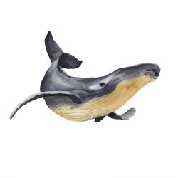Watercolor blue whale