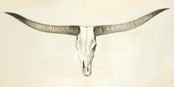 Longhorn cattle skull