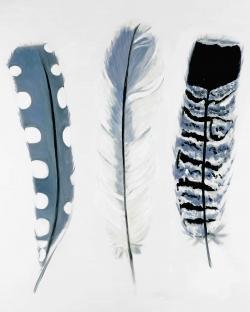 Delicate blue feathers