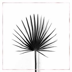 Cabbage palm leaf with rose lines