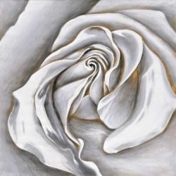 White rose delicate