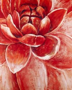 Red chrysanthemum