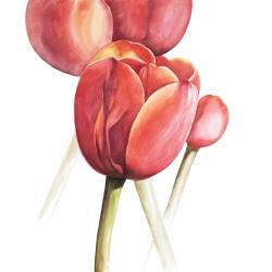 Tulipes en fleur