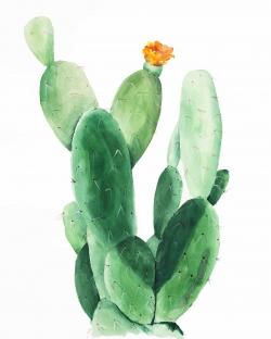 Watercolor paddle cactus with flower