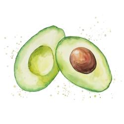 Avocat ouvert à l'aquarelle