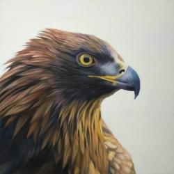 Brown-headed eagle