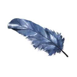 Blue feather