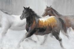 Herd of wild horses